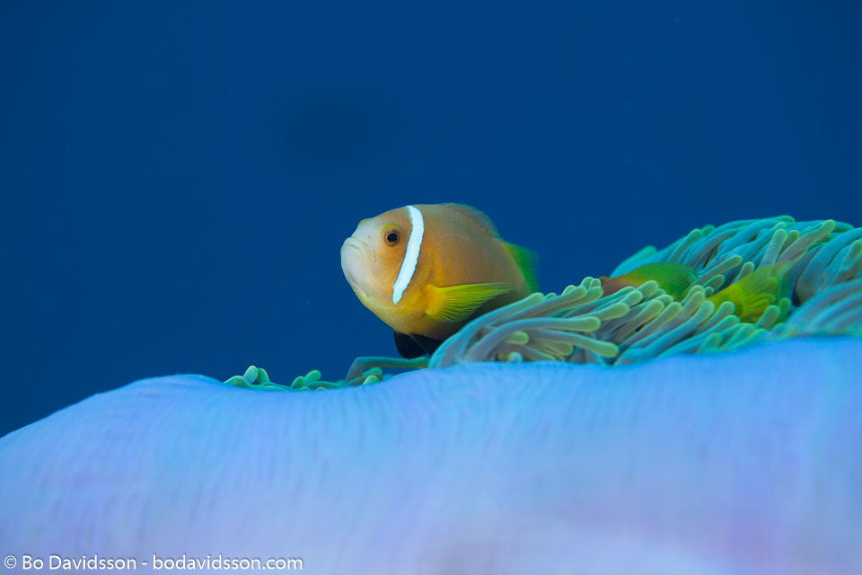 BD-150421-Maldives-7516-Amphiprion-nigripes.-Regan.-1908-[Maldive-anemonefish].jpg